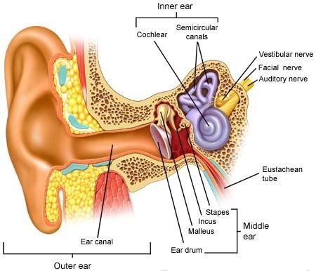 Sinusitis and deals ear infection