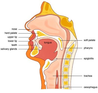 Swallowing Diagram