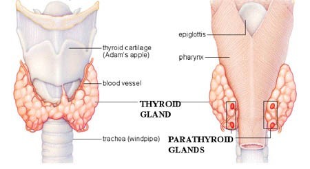 Thyroid Cancer Canton, GA